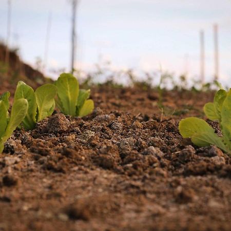 Agriturismo Biocore 2 - Colledoro 朱利亚诺瓦 外观 照片