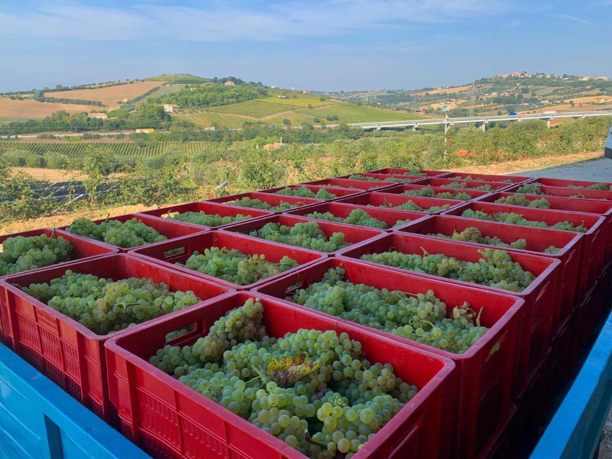 Agriturismo Biocore 2 - Colledoro 朱利亚诺瓦 外观 照片